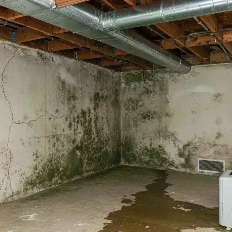 Professional Mold Removal in Freeport, FL